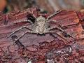 Philodromus_margaritatus_ag4311