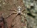 Philodromus_margaritatus_cs1220s