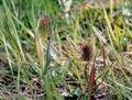 Phleum_alpinum_10615