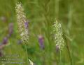 Phleum_pratense_a656