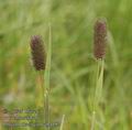 Phleum_rhaeticum_ab4192