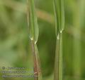 Phleum_rhaeticum_ab4206