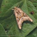 Phlogophora_meticulosa_ag1630