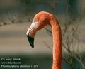 Phoenicopterus_chilensis_11219