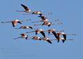 Phoenicopterus_roseus_bg1652