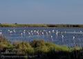 Phoenicopterus_roseus_bg1677