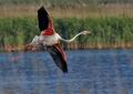 Phoenicopterus_roseus_bg1717