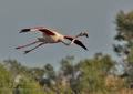 Phoenicopterus_roseus_bg1742