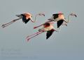 Phoenicopterus_roseus_bg1833