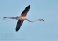 Phoenicopterus_roseus_bg1876