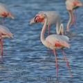 Phoenicopterus_roseus_bg1944