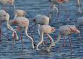 Phoenicopterus_roseus_bg1970