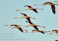 Phoenicopterus_roseus_bg2006