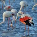 Phoenicopterus_roseus_bg2042