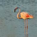 Phoenicopterus_roseus_bg2090