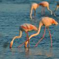 Phoenicopterus_roseus_bg2099