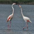 Phoenicopterus_roseus_bg2632