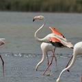 Phoenicopterus_roseus_bg2656