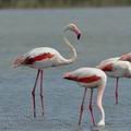 Phoenicopterus_roseus_bg2661