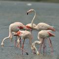 Phoenicopterus_roseus_bg2669