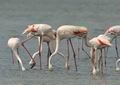 Phoenicopterus_roseus_bg2670