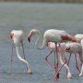 Phoenicopterus_roseus_bg2676