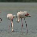 Phoenicopterus_roseus_bg2683