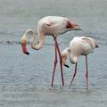 Phoenicopterus_roseus_bg2759