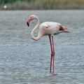 Phoenicopterus_roseus_bg2773