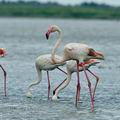 Phoenicopterus_roseus_bg2787