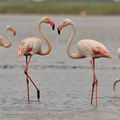 Phoenicopterus_roseus_bg2854