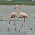 Phoenicopterus_roseus_bg2855