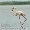 Phoenicopterus_roseus_bg2870