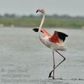 Phoenicopterus_roseus_bg2880