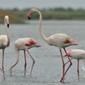 Phoenicopterus_roseus_bg2901