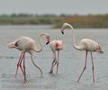 Phoenicopterus_roseus_bg2904