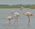 Phoenicopterus_roseus_bg2916