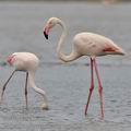 Phoenicopterus_roseus_bg2929