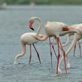 Phoenicopterus_roseus_bg2932