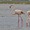 Phoenicopterus_roseus_bg2942