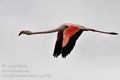 Phoenicopterus_roseus_bg2965