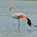 Phoenicopterus_roseus_bg2970