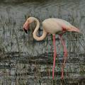 Phoenicopterus_roseus_bg3265