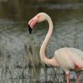 Phoenicopterus_roseus_bg3268