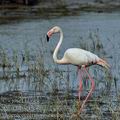 Phoenicopterus_roseus_bg3276