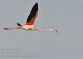 Phoenicopterus_roseus_bg3379