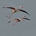 Phoenicopterus_roseus_bg3403