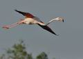 Phoenicopterus_roseus_bg3406