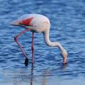 Phoenicopterus_roseus_fe5592