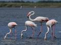 Phoenicopterus_roseus_fe5963